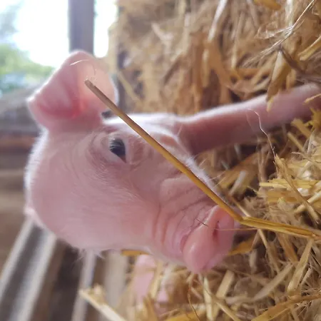 Hof Brockmann - Spieker