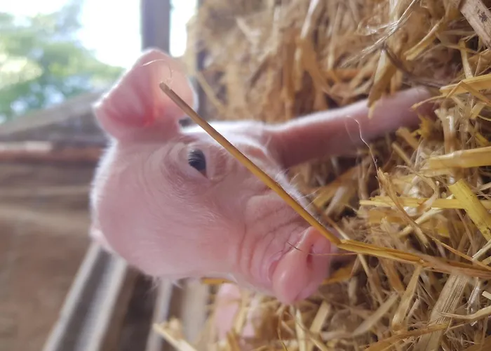 Hof Brockmann - Spieker